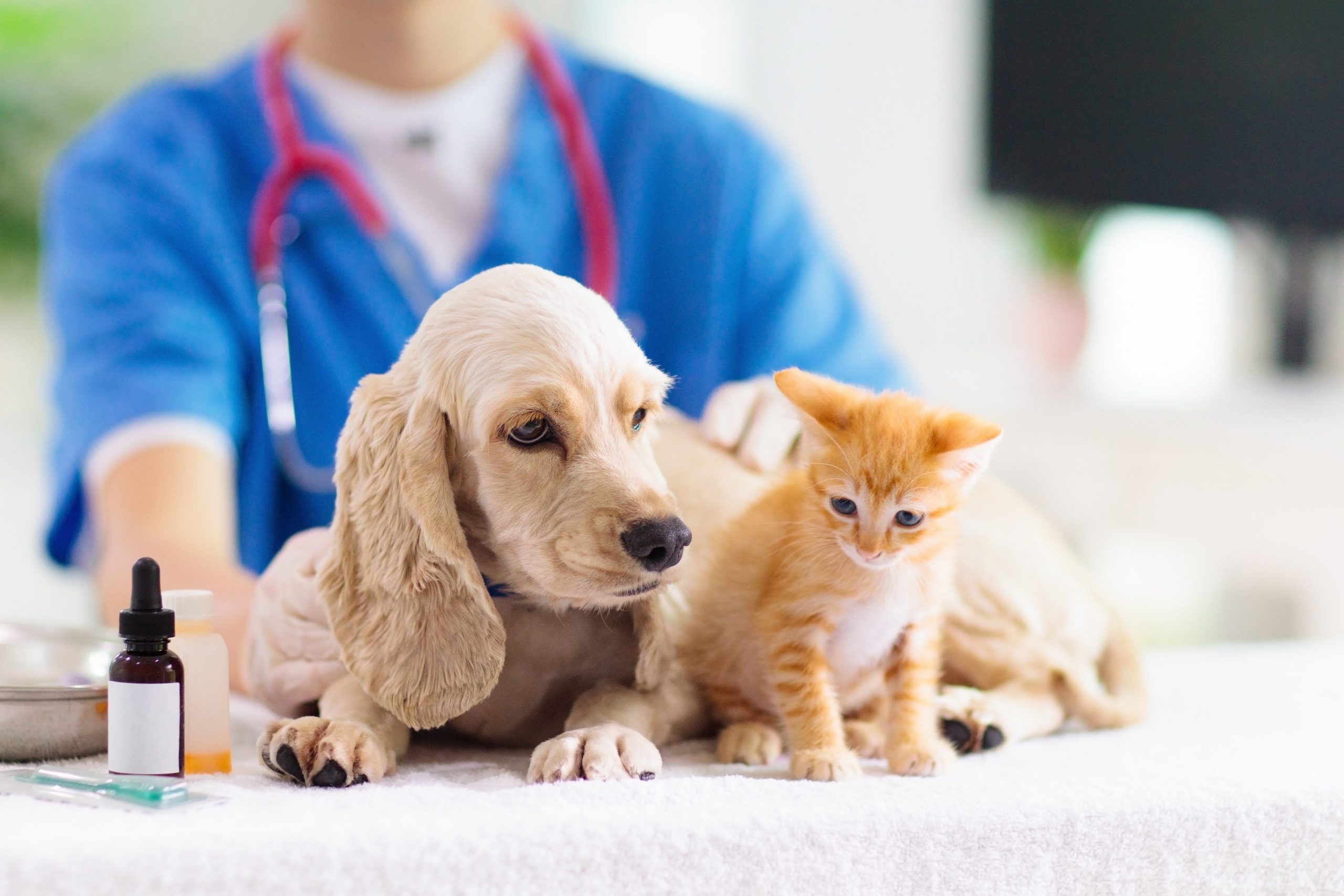 Detrazione spese veterinarie